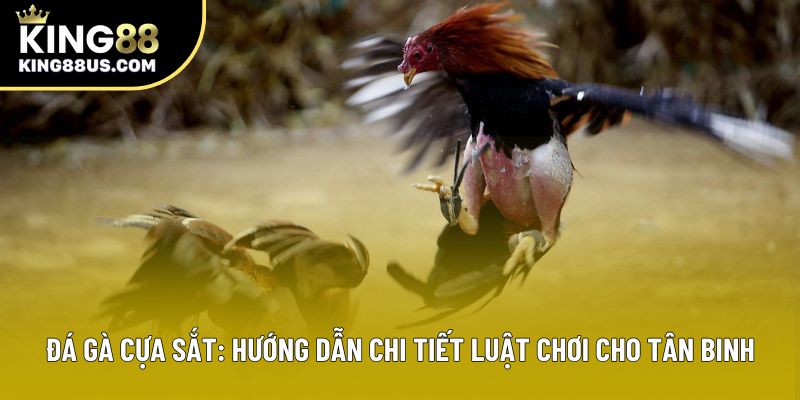 Đá Gà Cựa Sắt: Hướng Dẫn Chi Tiết Luật Chơi Cho Tân Binh