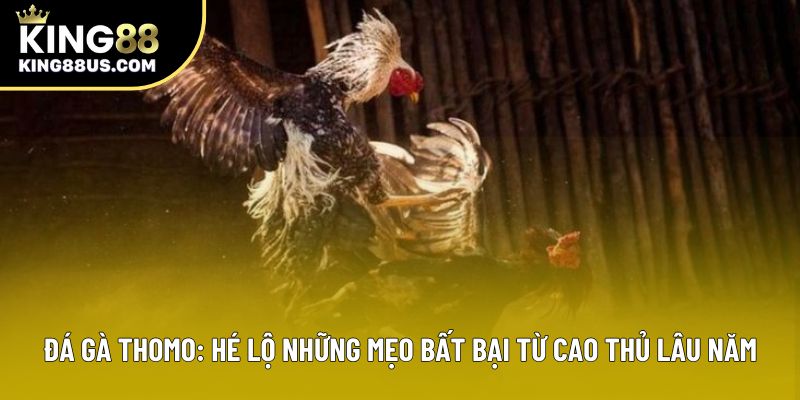 Đá Gà Thomo: Hé Lộ Những Mẹo Bất Bại Từ Cao Thủ Lâu Năm